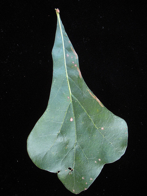 Quercus nigra