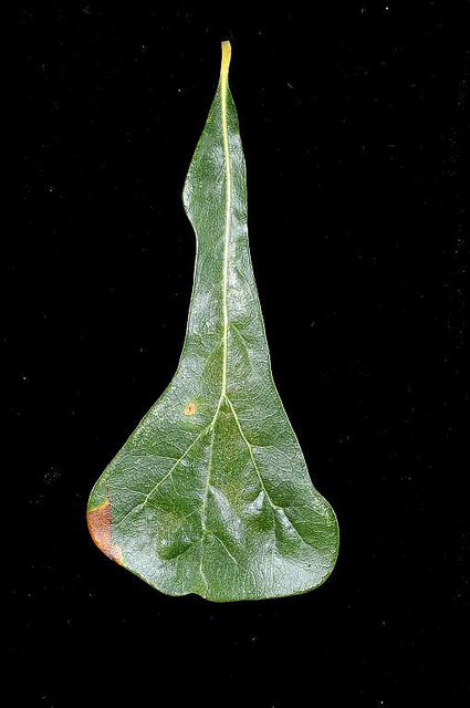 Quercus nigra