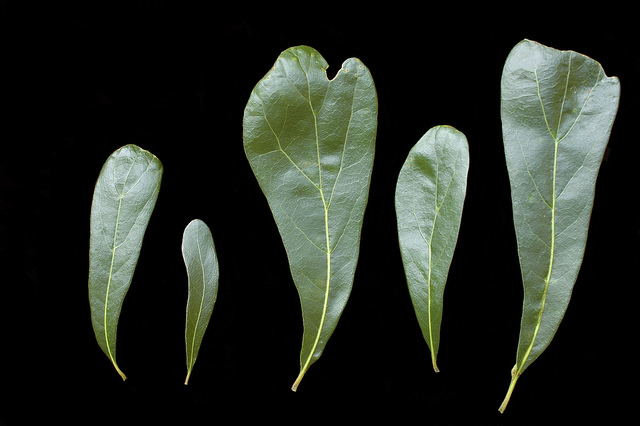 Quercus nigra