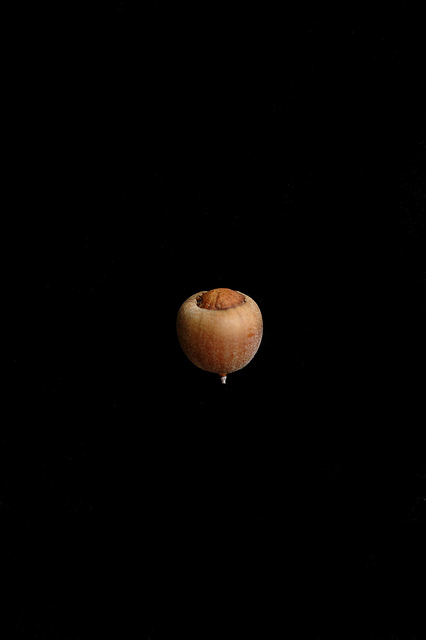 Quercus nigra
