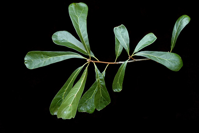 Quercus nigra