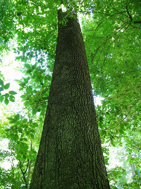 Quercus pagoda
