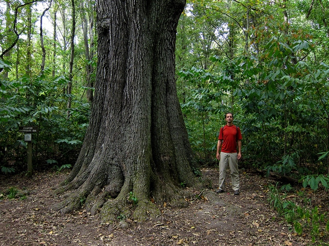Quercus pagoda