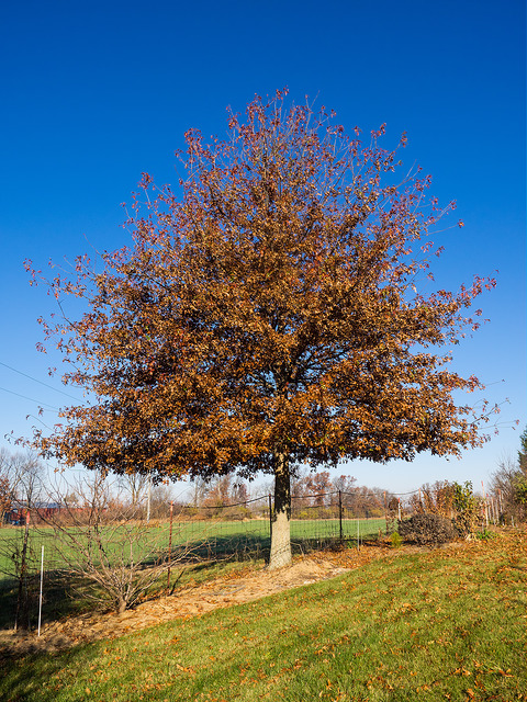 Chêne des marais