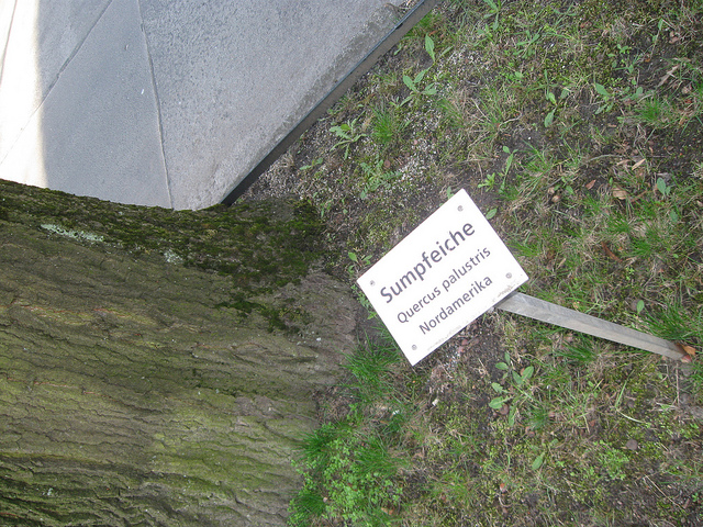 Chêne des marais