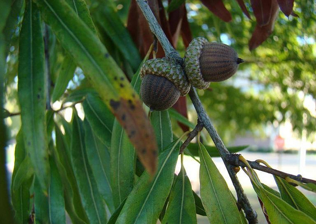 Chêne à feuilles de saule
