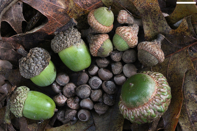 Chêne à feuilles de saule (Quercus phellos)
