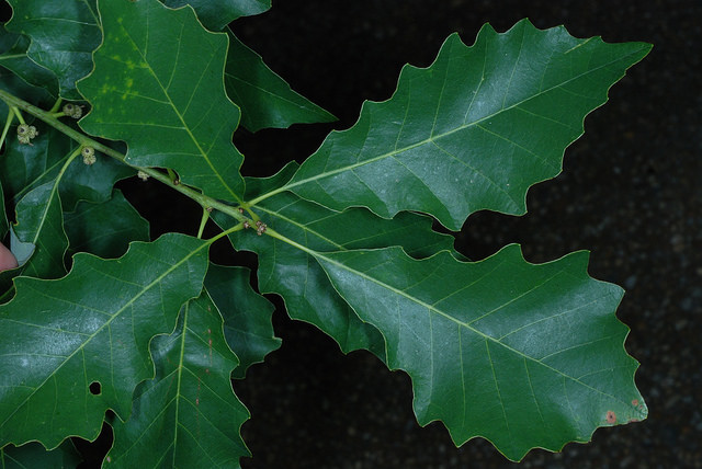 Quercus prinoides
