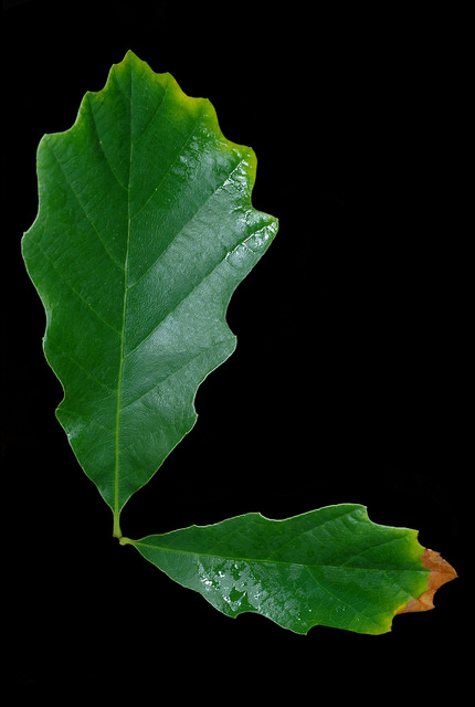 Quercus prinoides