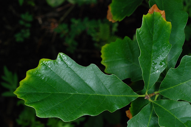 Quercus prinoides