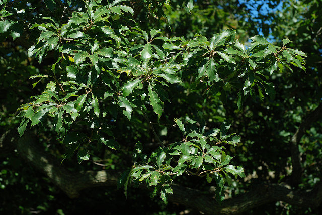 Quercus prinoides