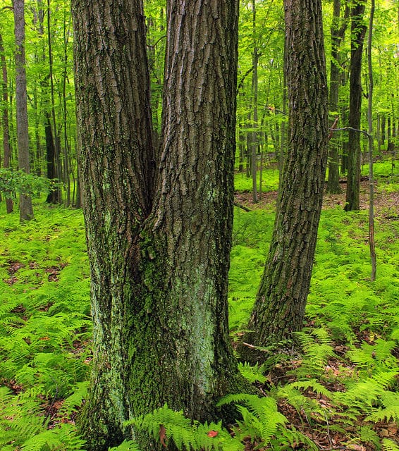 Quercus montana