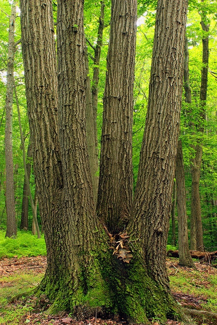 Quercus montana