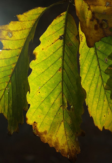 Quercus montana