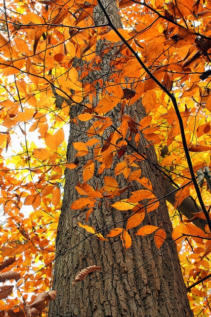 Quercus montana