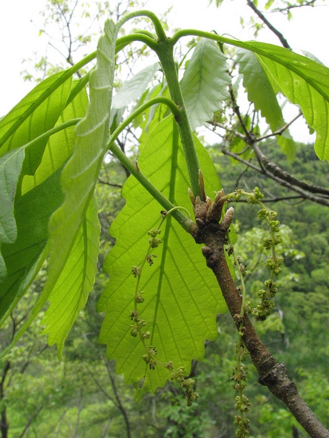 Quercus montana