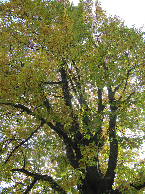 Quercus rubra (Quercus rubra)