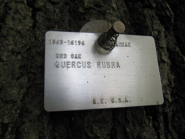 Quercus rubra