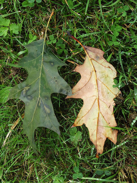 Quercus rubra