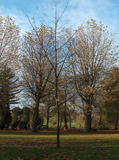 Quercus rubra