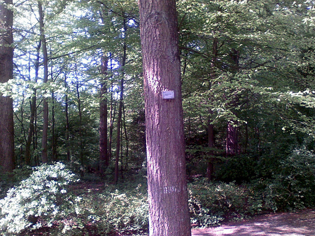 Quercus rubra