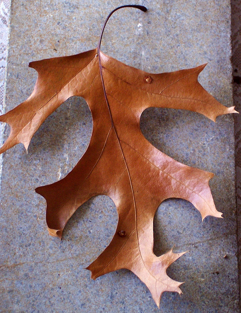 Quercus rubra