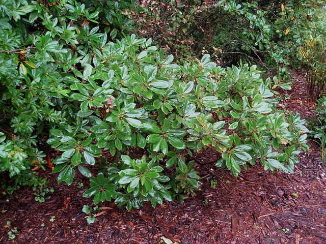 Quercus sadleriana