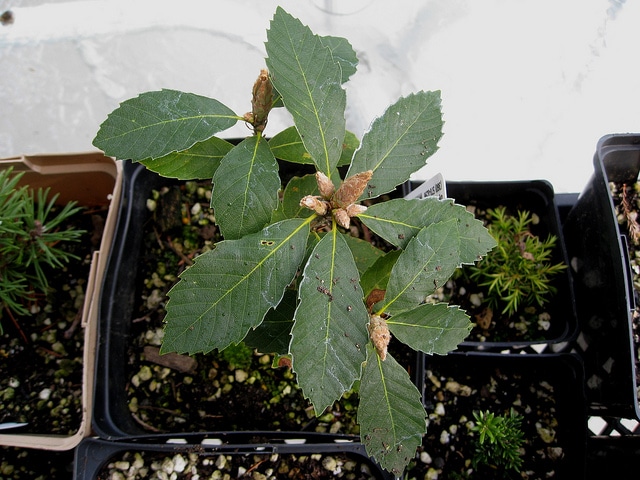 Quercus sadleriana