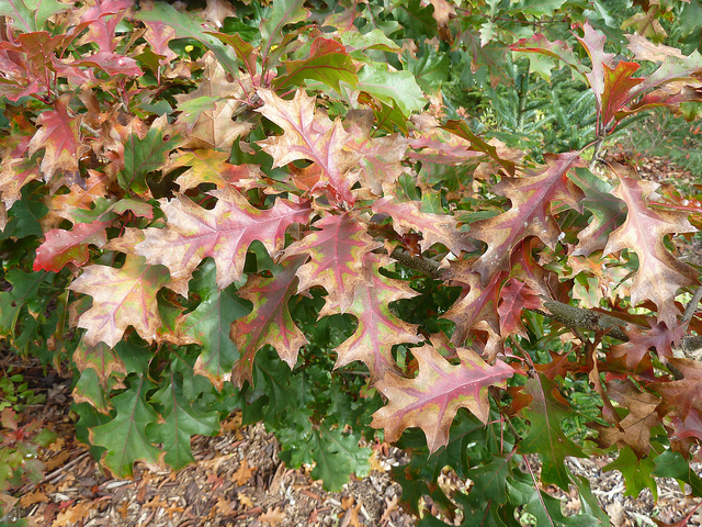 Quercus shumardii