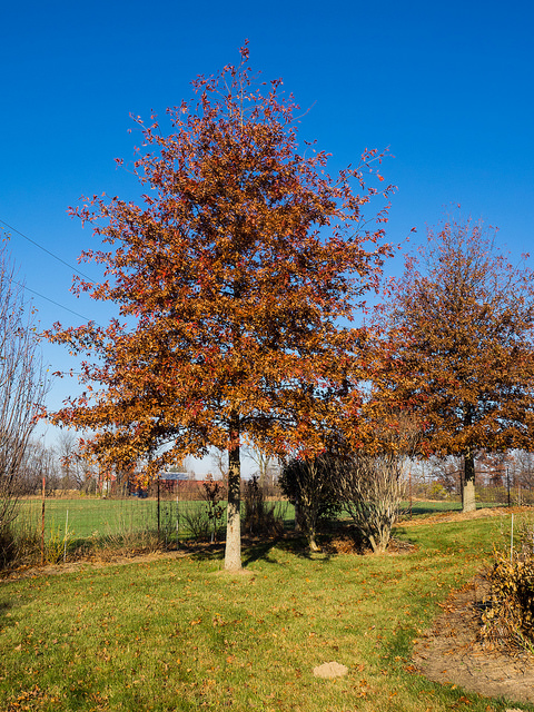 Quercus shumardii