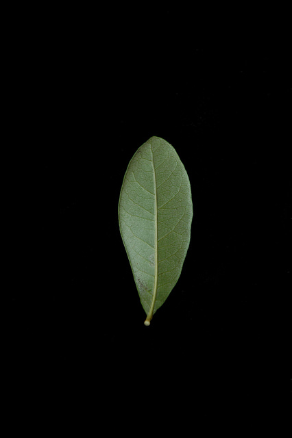 Quercus virginiana