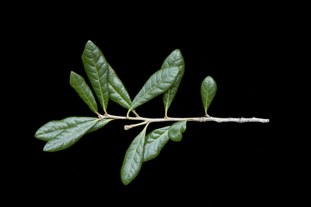 Quercus virginiana