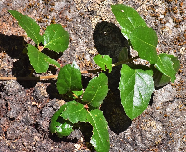 Quercus wislizeni