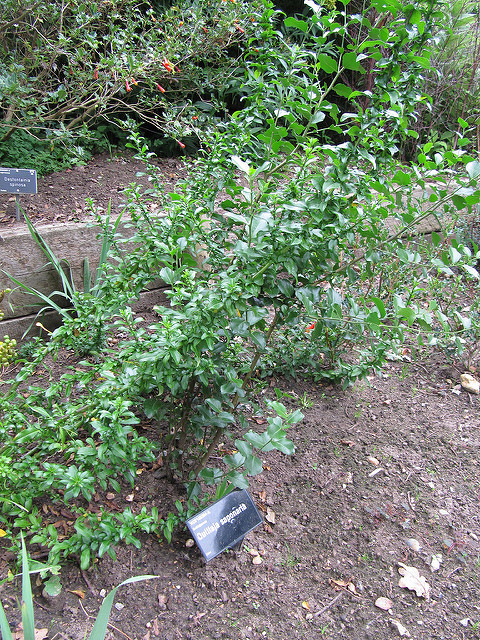 Bois de panama