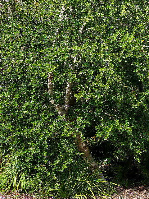 Bois de panama