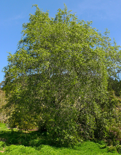 Bois de panama