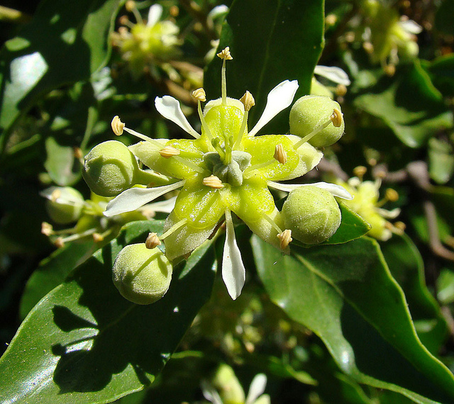 Bois de panama