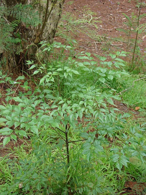 Radermachera sinica