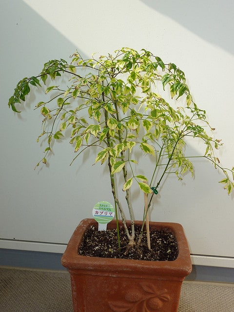 Radermachera sinica