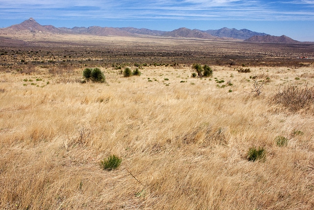 Rafinesquia californica