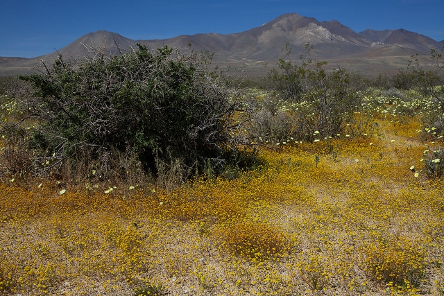 Rafinesquia californica