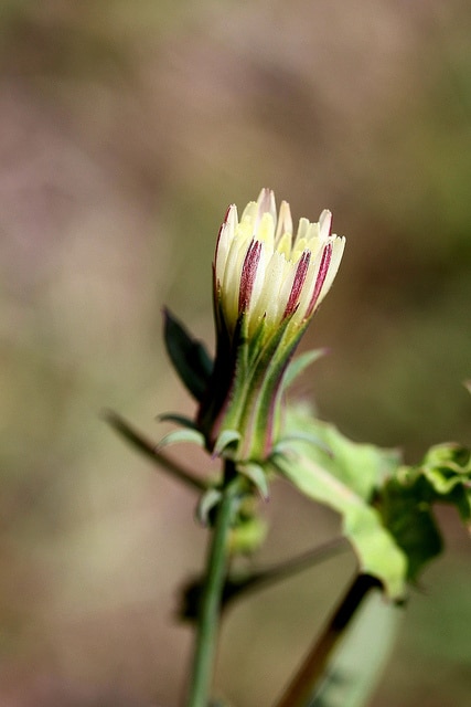 Rafinesquia californica