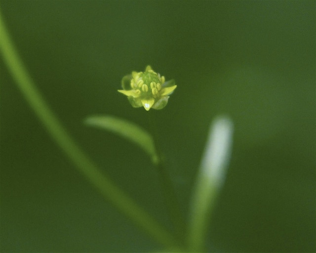 Renoncule abortive (Ranunculus abortivus)
