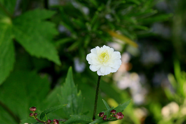 Ranunculus aconitifolius