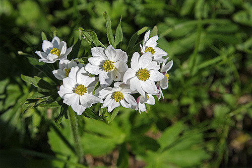 Ranunculus aconitifolius