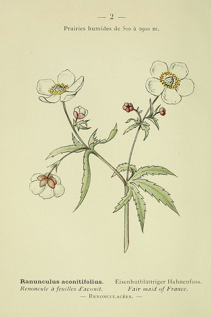 Ranunculus aconitifolius