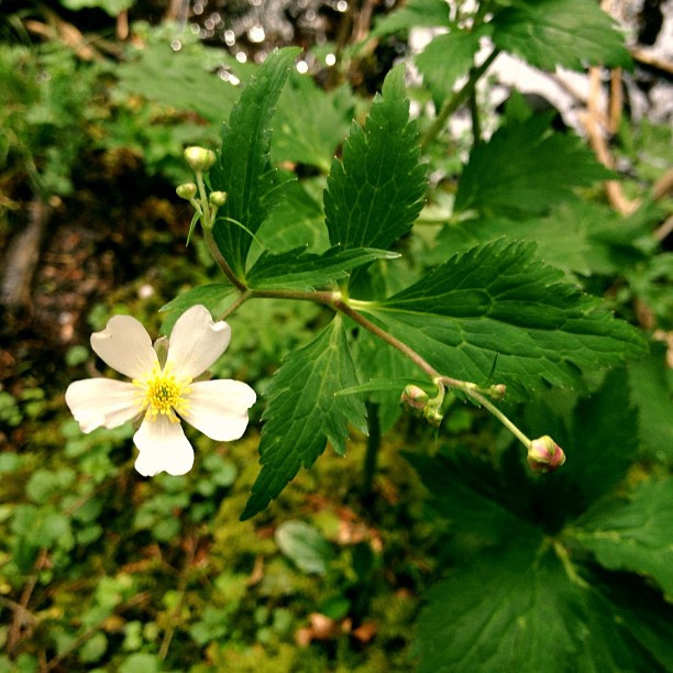 Ranunculus aconitifolius