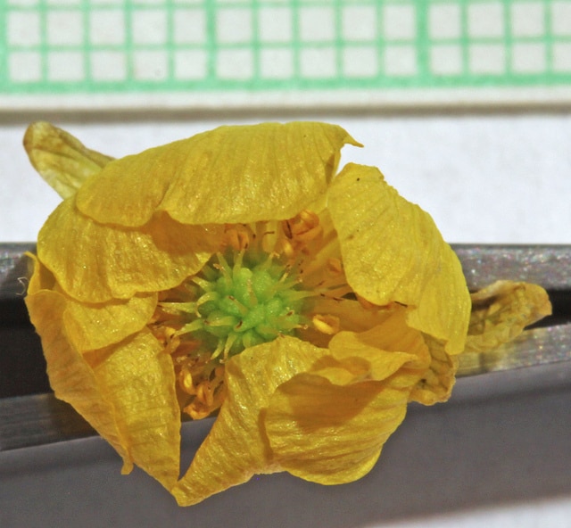 Ranunculus adoneus