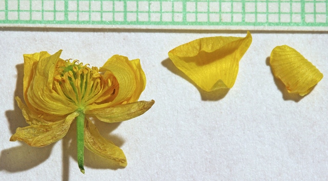 Ranunculus adoneus