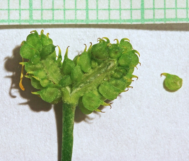 Ranunculus adoneus (Ranunculus adoneus)